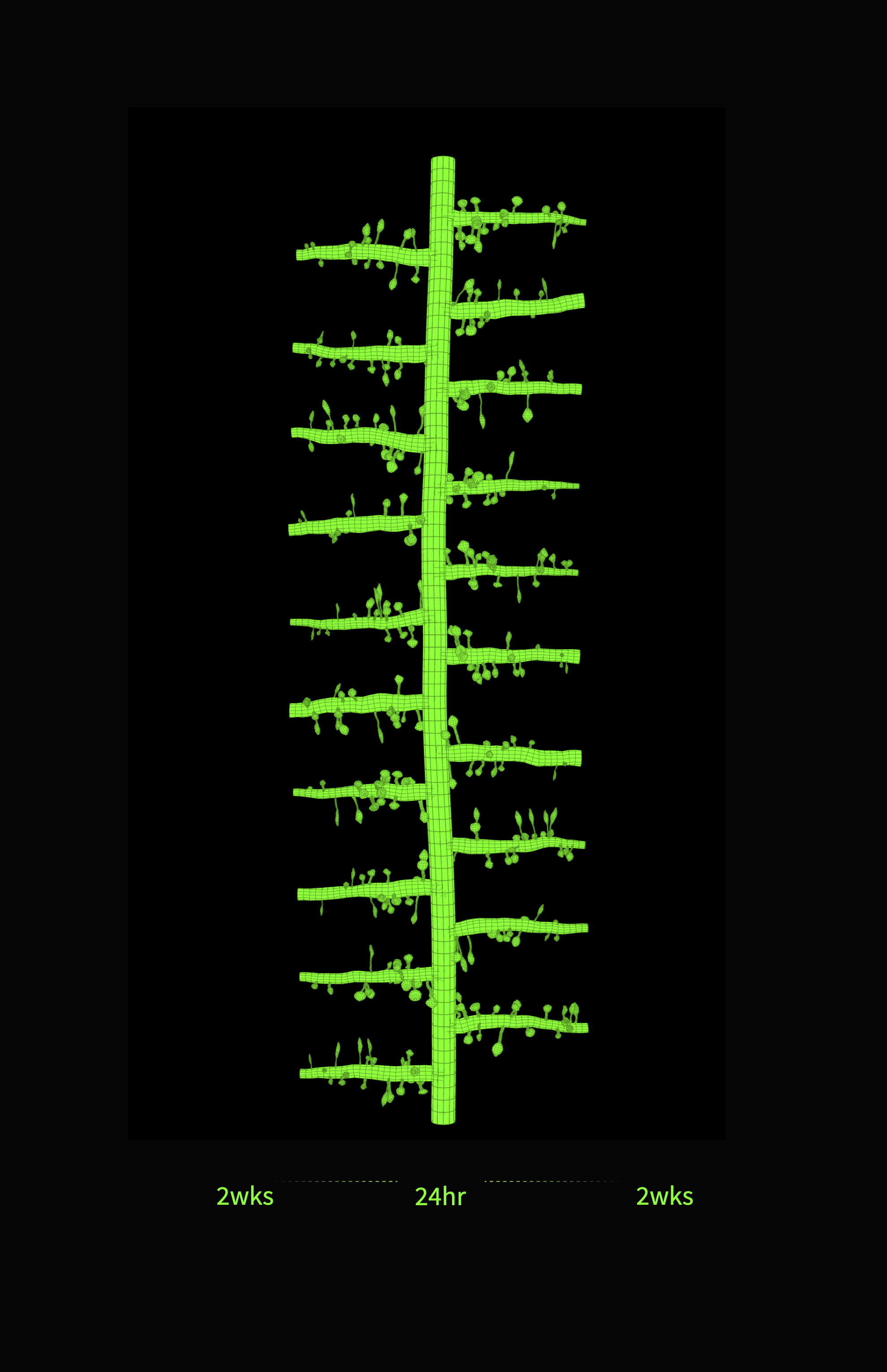 Memory Tree branches can be clicked at for individual data points.