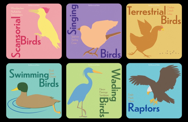Postcards of six bird groups.