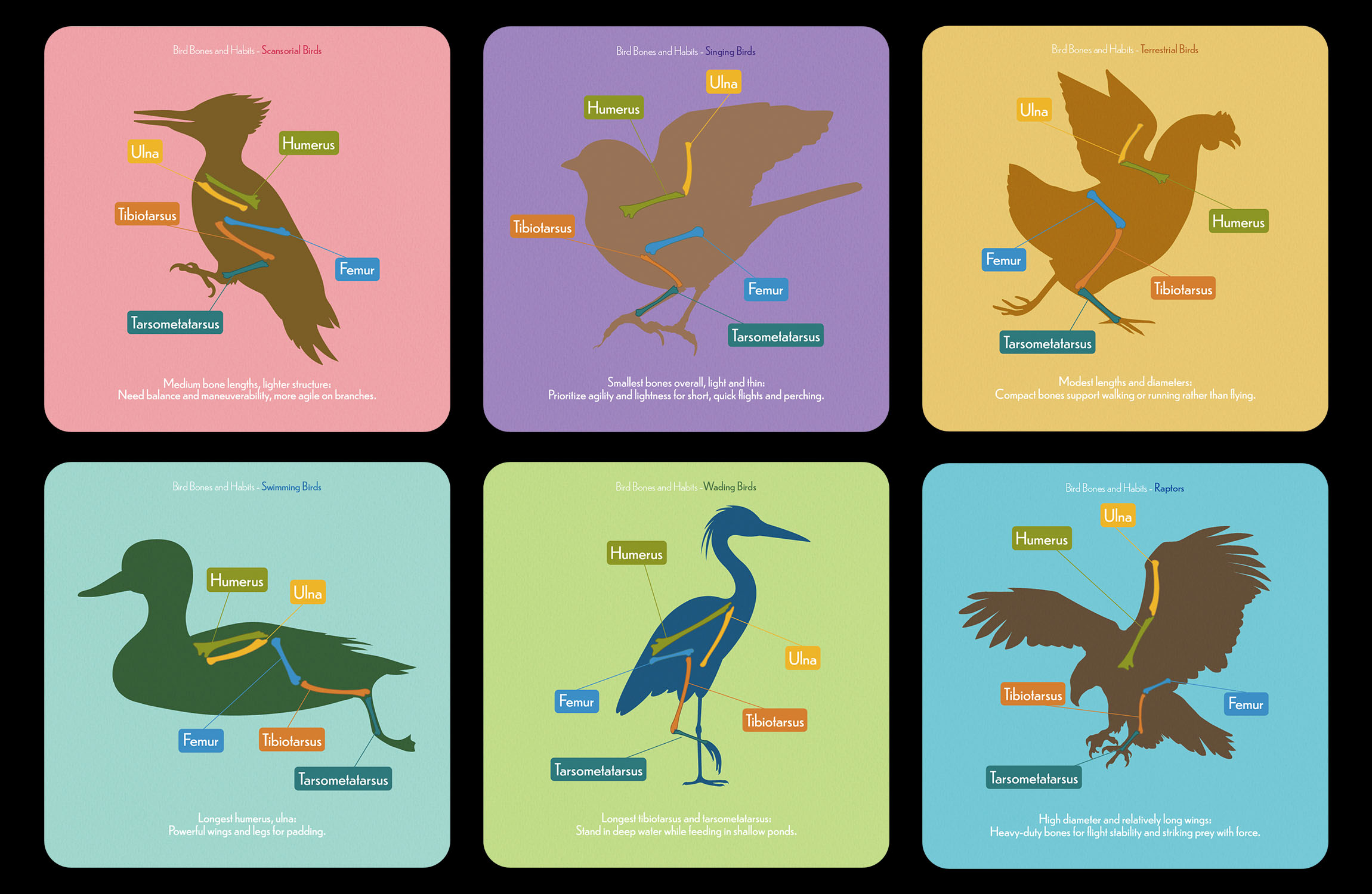 Postcards of six bird groups.